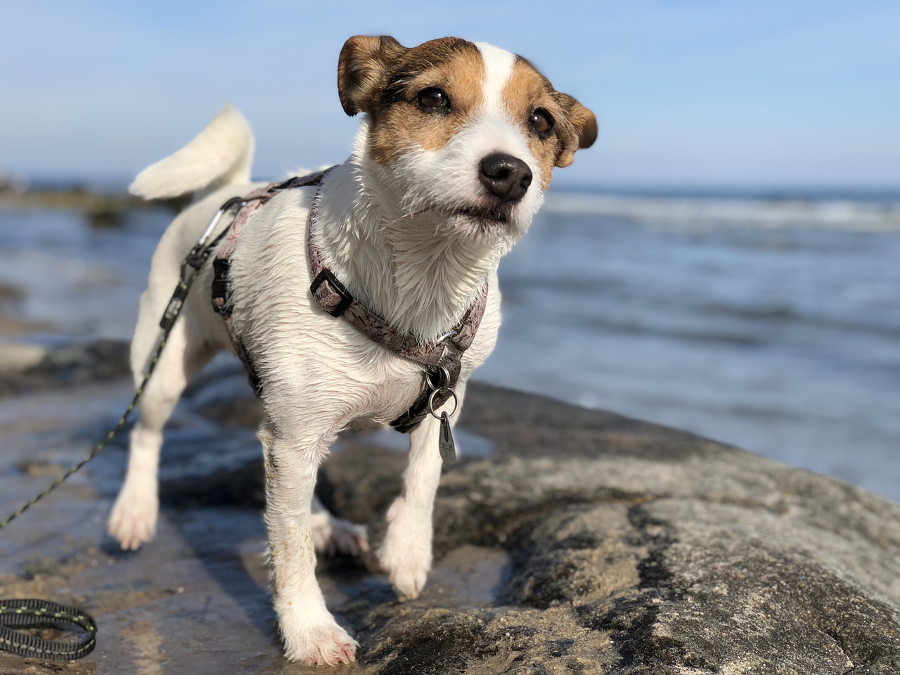 spiaggia cane