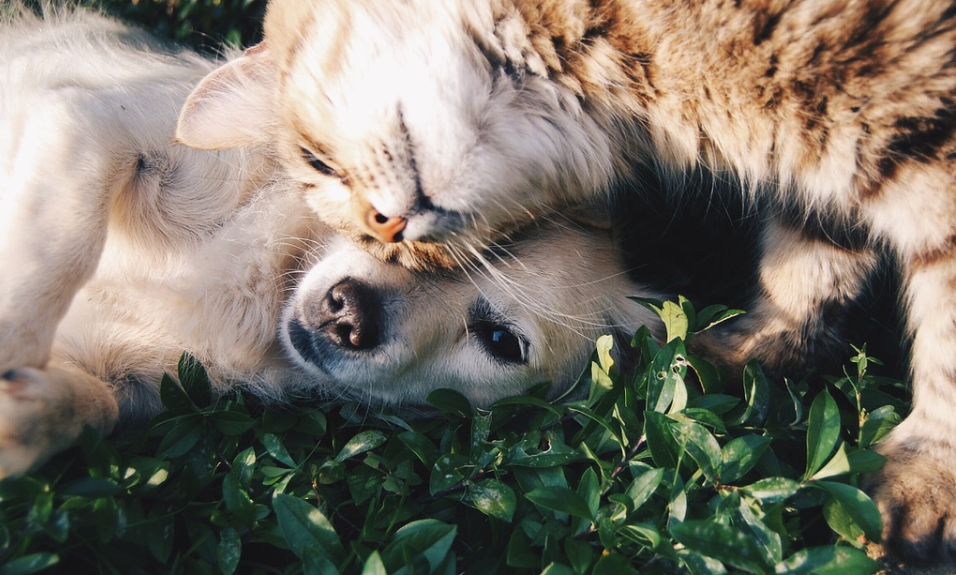 assicurazione animali