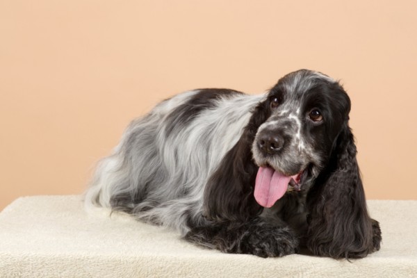 Giardia cane, quali farmaci funzionano