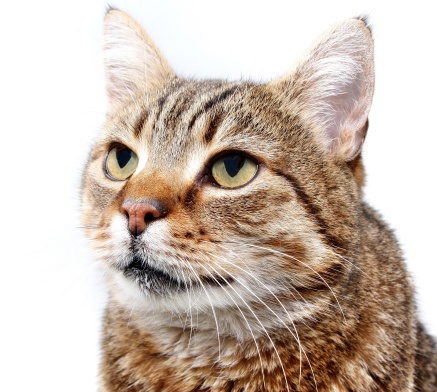Quale antiparassitario per gatto con pelle sensibile?