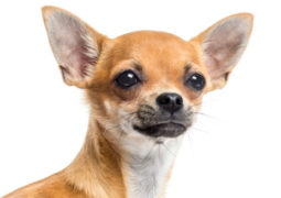 Cucciolo cane con tosse, risponde il veterinario