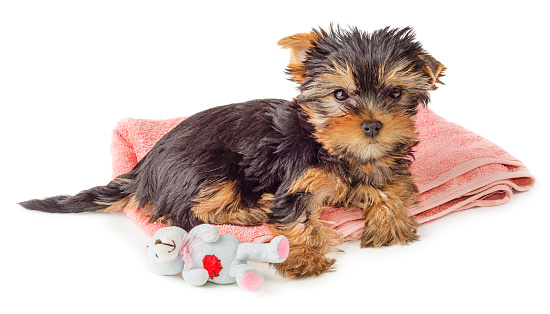 Yorkshire terrier carattere