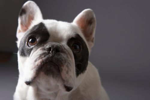 cane aggressivo e territoriale