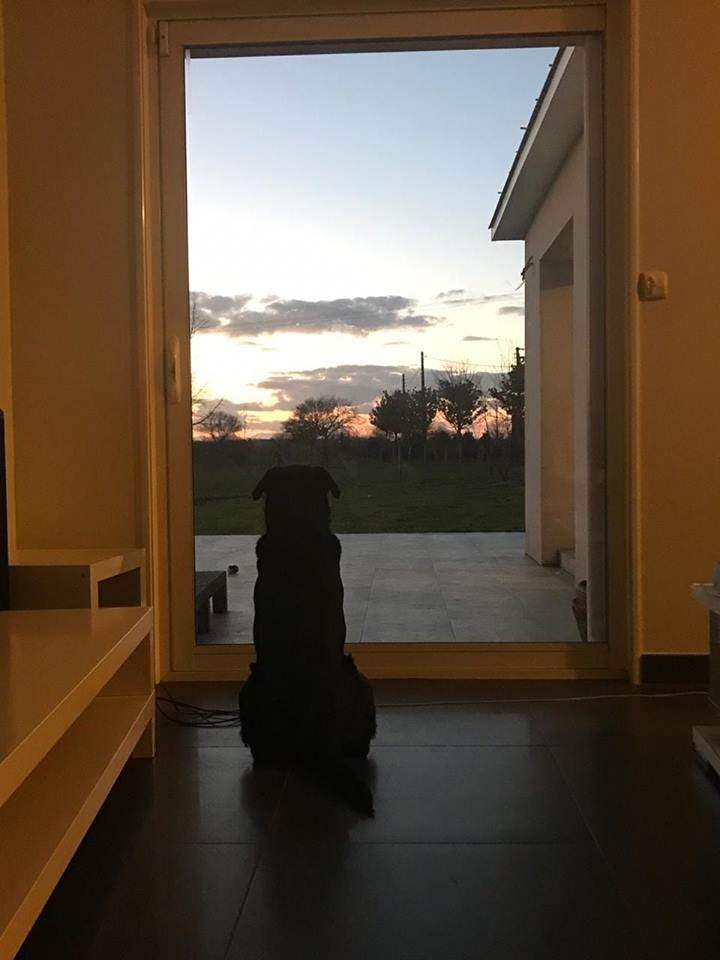 Il commovente addio del cane Nala al suo Emiliano Sala