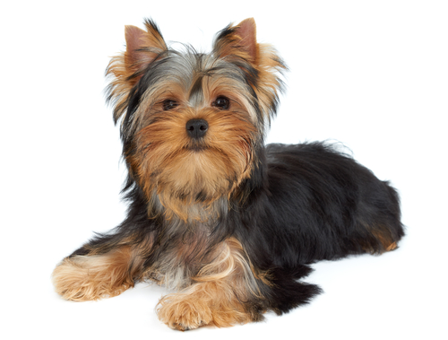 Collasso tracheale nel cane: sintomi e fattori di rischio