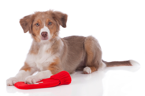 Cane con dissenteria sporadica e ricorrente, quali cause?