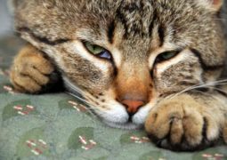 Gatto con dipendenza da un peluche, il veterinario risponde