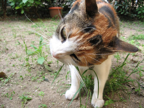 Perché i gatti mangiano l'erba?
