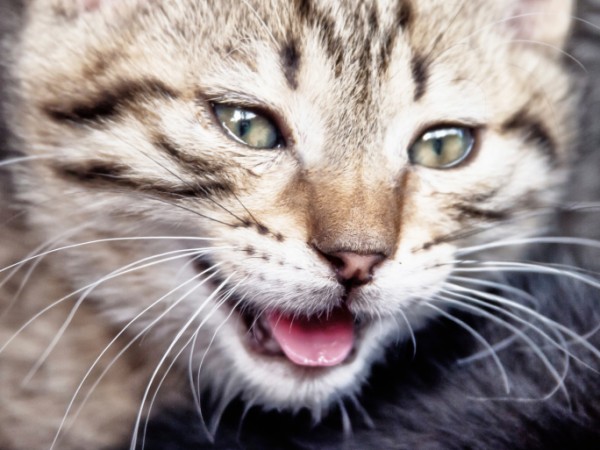 Perché i gatti hanno la lingua ruvida e dura?