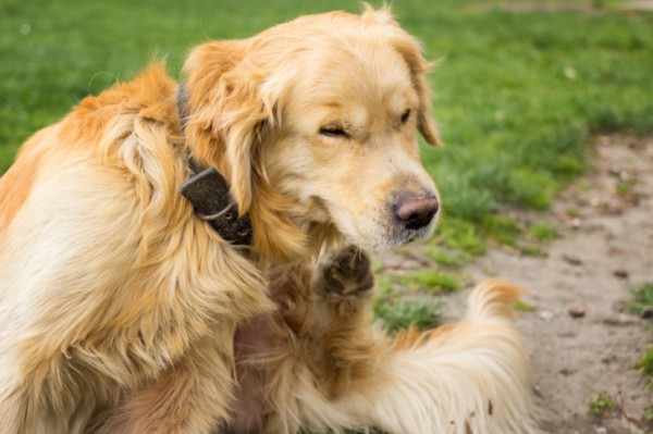 Che succede se il mio cane ingoia una zecca o una pulce mentre si lecca?