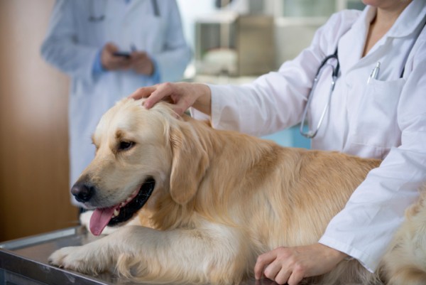 Cane con "pallina" sui punti di sutura