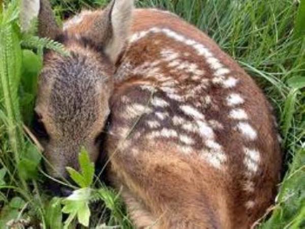 animali selvatici, capriolo