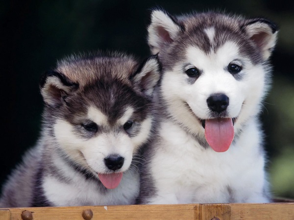 pelo siberian husky