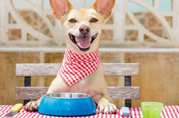 cibo fresco per cani