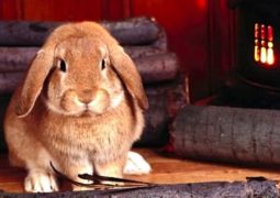 cosa sapere sui conigli