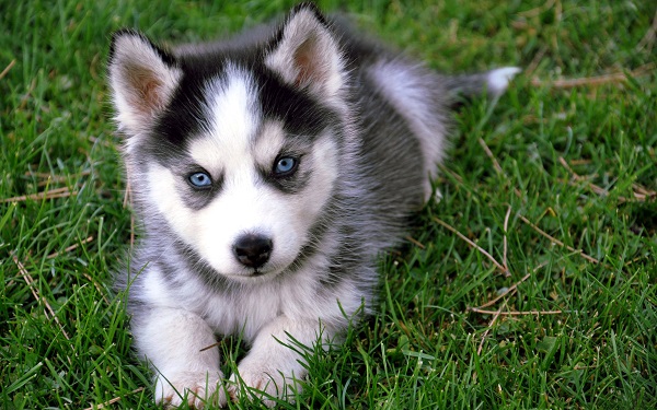 carattere siberian husky