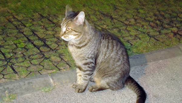 portare gatti randagi da veterinario