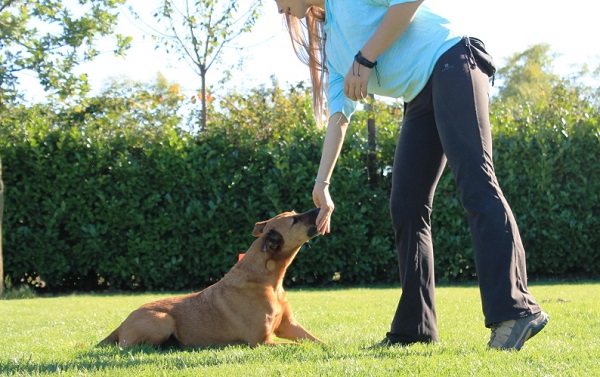 ricmpensa non grida per ubbidienza cane