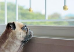 rimedi sindrome abbandono cane