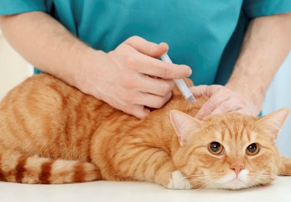 costo vaccinazioni gatto