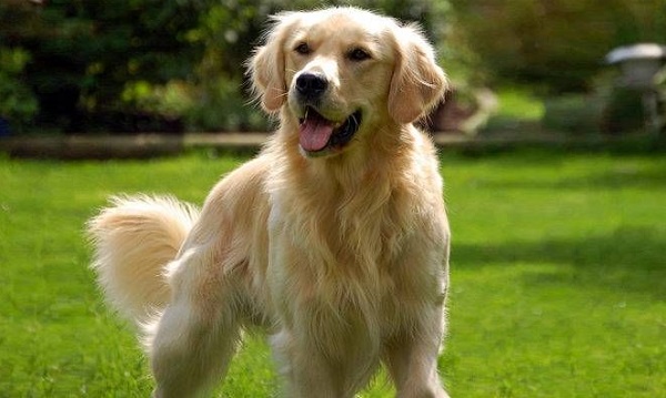 italiani amano golden retriver