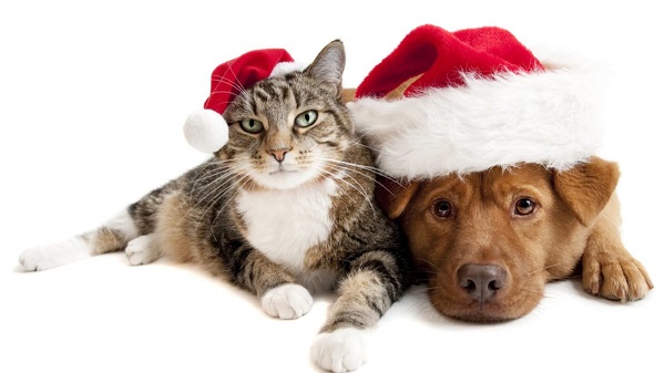 cani e gatti a natale