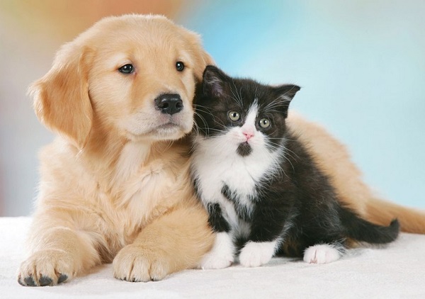 cani e gatti durante capodanno