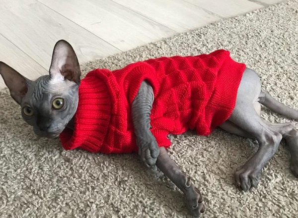vestiti per gatti se freddo