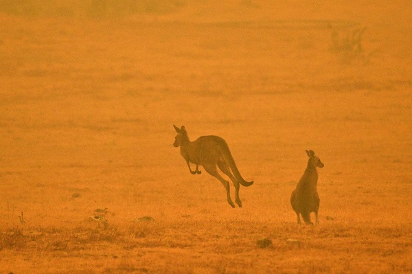 incendi australia specie a rischio estinzione