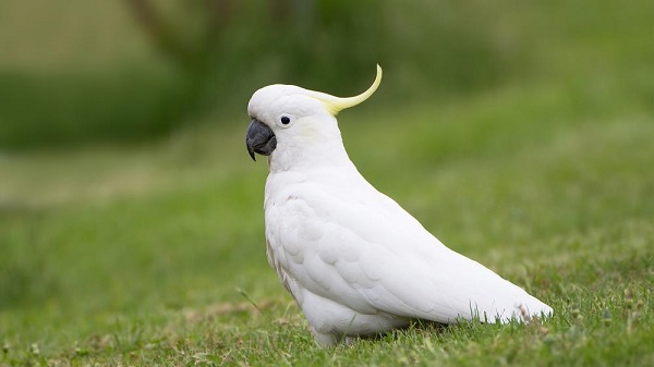 cacatua tra uccelli a rischio in australia