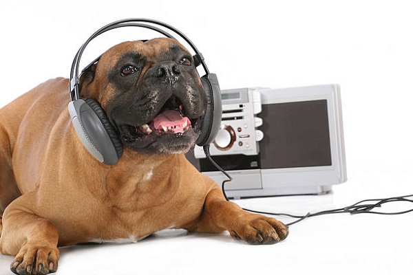 playlist per animali su spotify