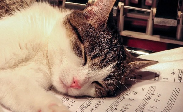 gatti amano musica