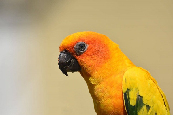sintomi depressione pappagallo
