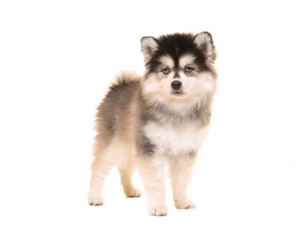 pomsky incrocio recente