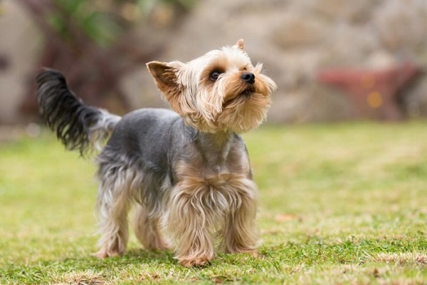 carattere dello yorkshire terrier