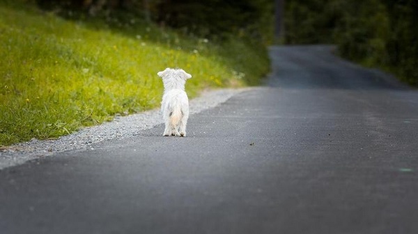 nessun aumento intenso abbandono cani