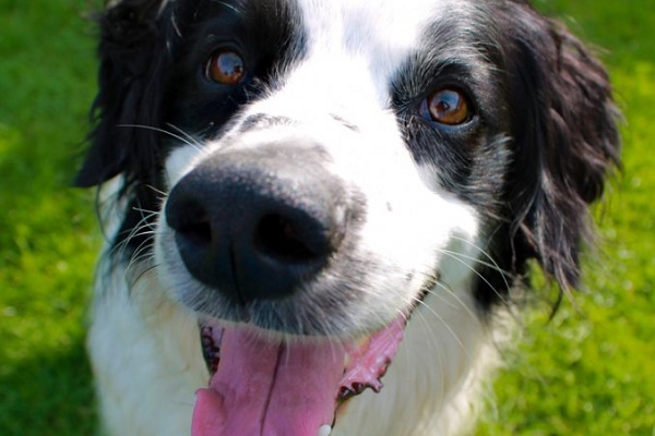 naso cane fiuta calore mammiferi