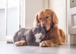 cani e gatti a casa durante isolamento