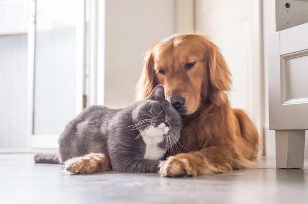 cani e gatti a casa durante isolamento