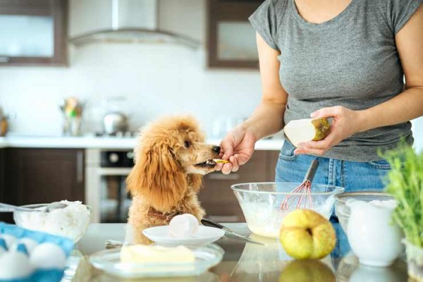 preparare dolci per cani
