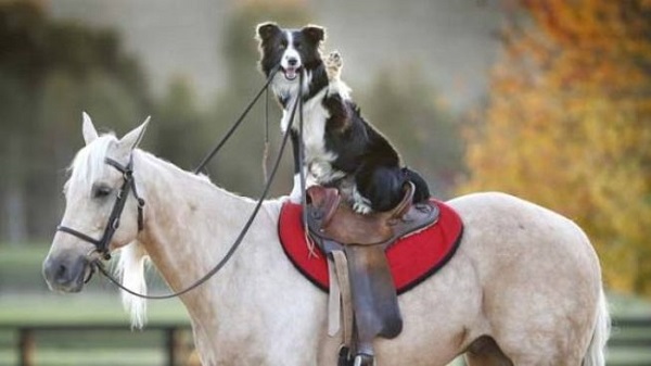 comunicazione cane-cavallo