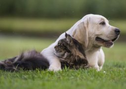 proteggere cani e gatti dal coronavirus
