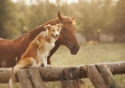 cani e cavalli comunicano in armonia