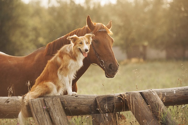 cani e cavalli comunicano in armonia