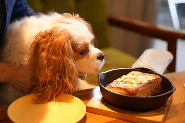 preparare colomba per cani