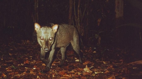 cane fantasma amazzonia molto raro