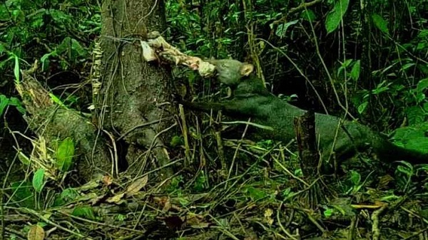 cane fantasma amazzonia abitudini