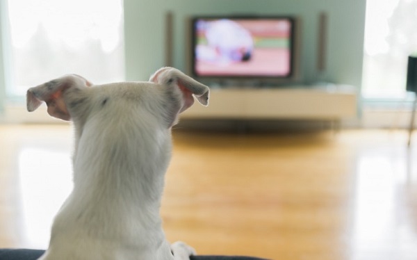cane guarda la televisione