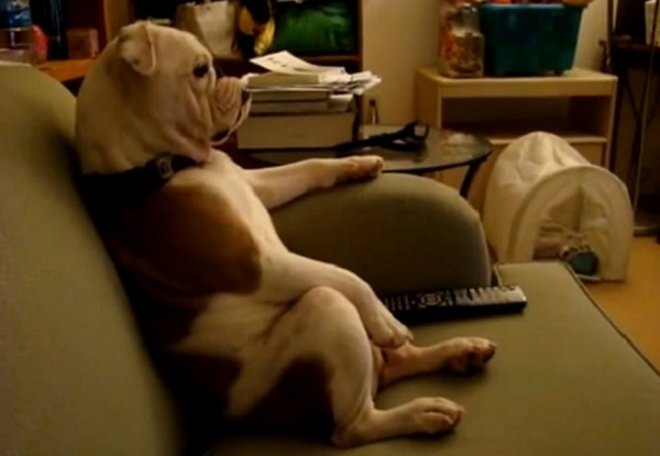cane sul divano con telecomando