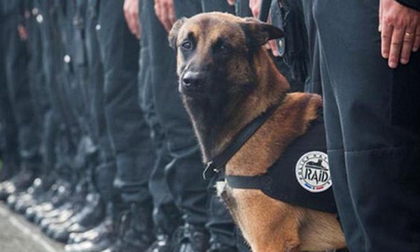 eroi cani dell'esercito